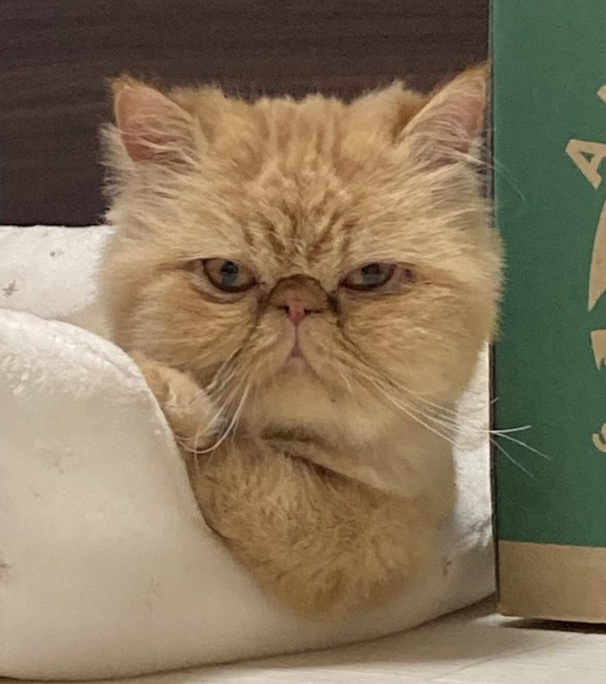 うに代表